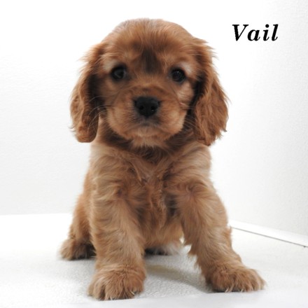 puppy, for, sale, Cock A Lier, Joe & Cherri  Overlease, dog, breeder, Miller, MO, dog-breeder, puppy-for-sale, forsale, nearby, find, puppyfind, locator, puppylocator, aca